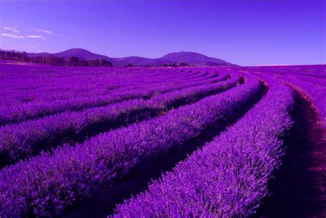 Cánh đồng Hoa Lavender Nổi Tiếng ở Úc