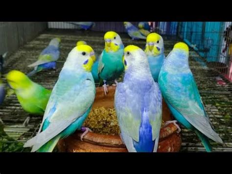 Rainbow Muhabbet Kuşunun Genel Özellikleri Aciklamada budgie