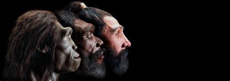 Human Evolution By The Smithsonian Institutions Human Origins Program