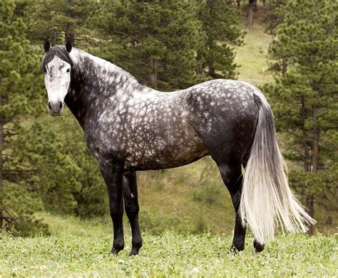 Grey Thoroughbred Stallion