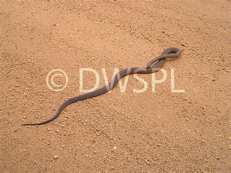 Dugite Pseudonaja Affinis A Highly Venemous Snake Seen Here On A Dirt