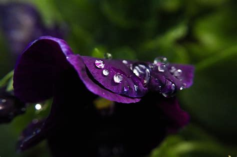 Purple Flower With Water Droplets HD Wallpaper Peakpx