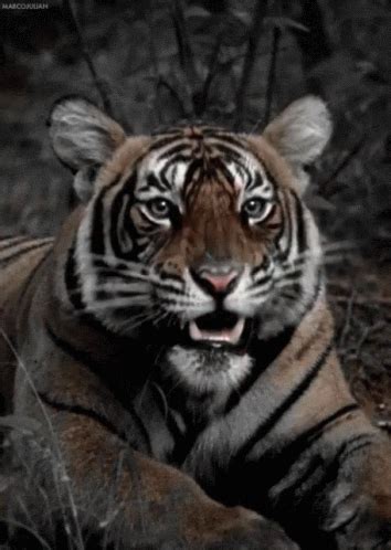 Последние твиты от gift of gab shhh. Tiger Roar GIFs | Tenor