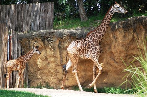 Disney Parks Blog Fans Choose ‘mosi As Name For First Masai Giraffe