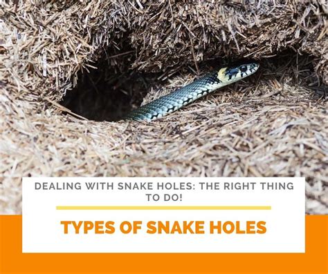 How To Fill Snake Holes A Pictures Of Hole 2018