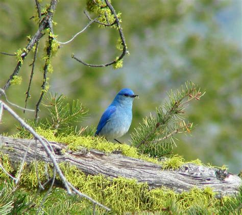 Bird Of The Week Mountain Bluebird