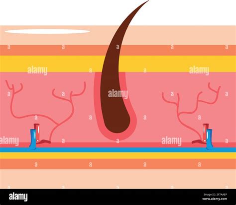 Human Skin Section Stock Vector Image And Art Alamy