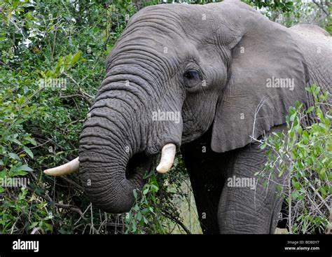 Side View Of A Young African Elephant Head Enjoying Munching Fresh