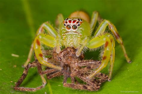Female Green Jumping Spider Eating Huntsman Spider 1280 X 853 Oc