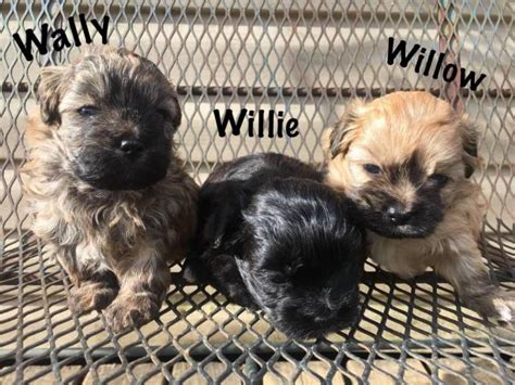 Nutshaw kennels & cattery have a selection of shihpoo puppies puppies for sale in burnley near rossendale, lancashire. 3 Shih-Poo puppies looking for a new home in Little Rock, Arkansas - Puppies for Sale Near Me