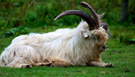 10 Goat Breeds That Have Long Hair