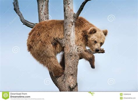 Can Grizzly Bears Climb Trees Healing Picks
