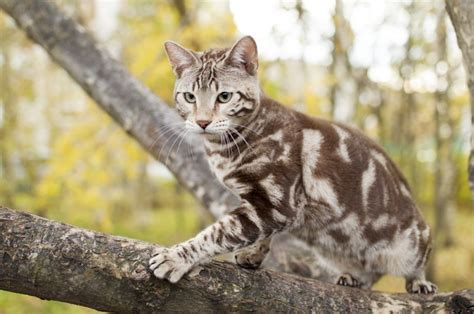The Snow Bengal Cat Ultimate Guide 2020