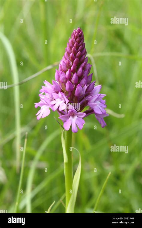 Uks Wild Flowers Hi Res Stock Photography And Images Alamy