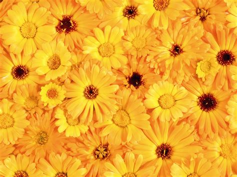 Free Download Yellow Flowers Wallpapers And Images Wallpapers Pictures
