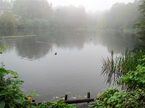 Free Ducks On A Foggy Lake Stock Photo