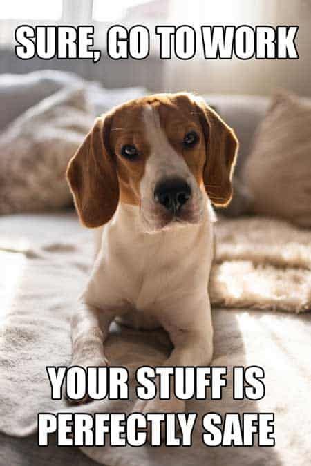 The Ultimate Beagle Humor Beagle Memes And Funny Beagle Dog Pics