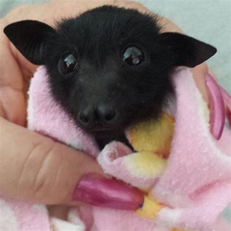 Baby Bats And Buddies Of Australia Youtube Baby Bats Cute Baby Bats