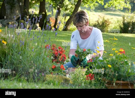 Flowerbed Planting Hi Res Stock Photography And Images Alamy