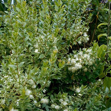 Myrtus Communis Variegata Myrtle Plant Evergreen Scented Shrub 9cm