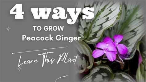 How To Grow Peacock Ginger Resurrection Lily Kaempferia Enrich