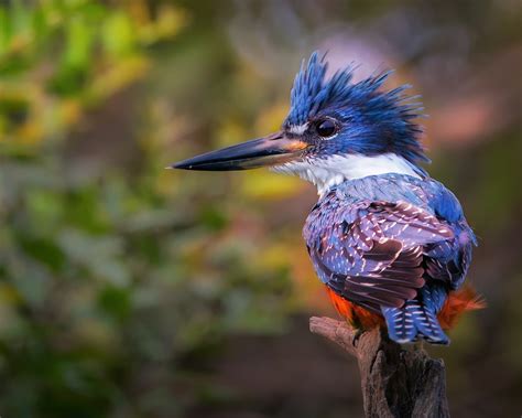1280x1024 Kingfisher Hd 1280x1024 Resolution Hd 4k Wallpapers Images