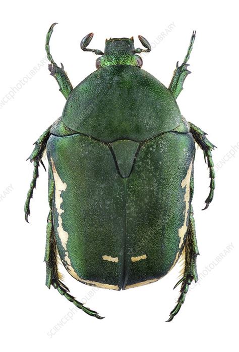 Flower Chafer Stock Image C0237982 Science Photo Library