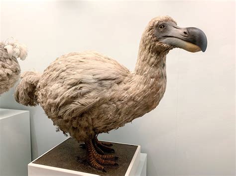 When Did The Dodo Bird Go Extinct Everything Explained Unianimal