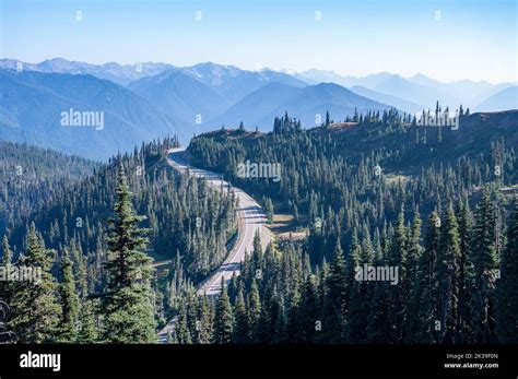 Hurricane Ridge Road Winding Through Evergreen Forests In Olympic