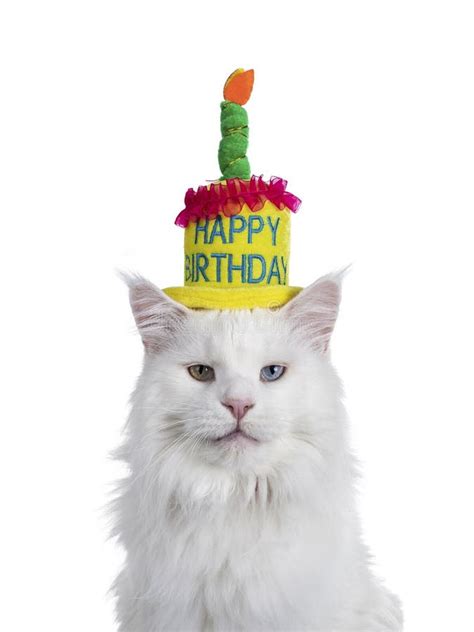 White Cat With Birthday Hat On White Stock Image Image Of Decoration