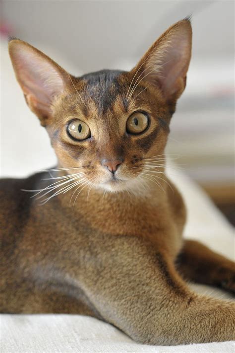 Abyssinian Cat Breed Information Pictures Characteristics And Facts