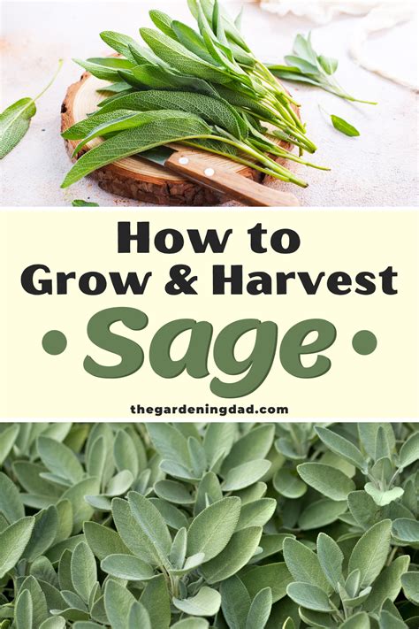 How To Grow Garden Sage Plant For Beginners The Gardening Dad In 2021