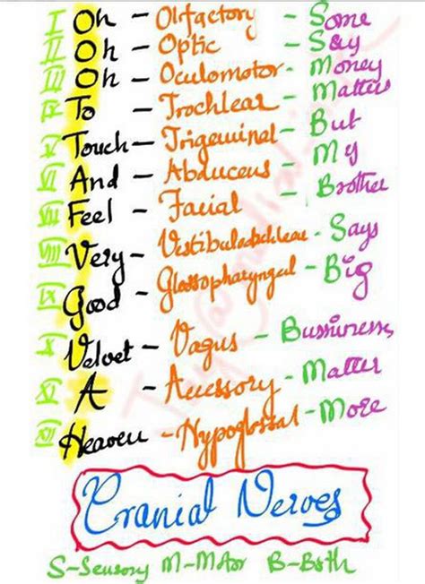 Cranial Nerves Mnemonic Medizzy Images And Photos Finder