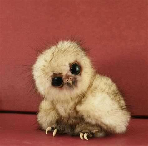 39 Cute Baby Owl Wallpaper Wallpapersafari