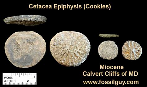 Fossil Vertebrate Identification For Calvert Cliffs Of Maryland