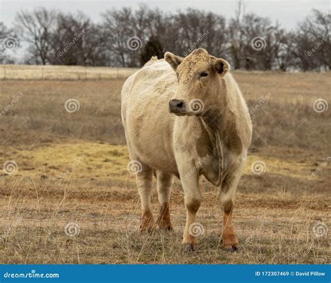 Jersey Cow Standing In The Grass In Oklahoma United States Of America