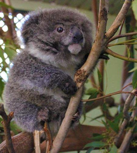 During The Winter Season Koalas Will Grow All Their Fur Out To Not
