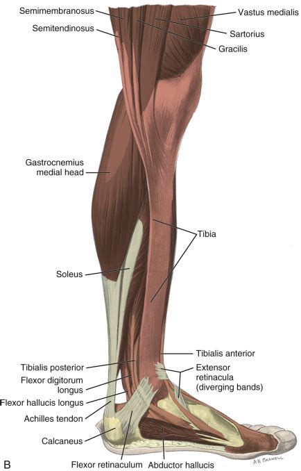 Ankle Foot And Lower Leg Ultrasound Radiology Key