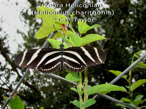 Zebra Heliconian Heliconius Charithonia Photographed In Edinburg Tx