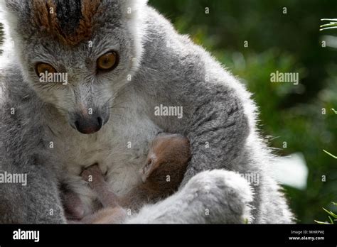 Baby Animals Bristol Zoo Gardens Hi Res Stock Photography And Images