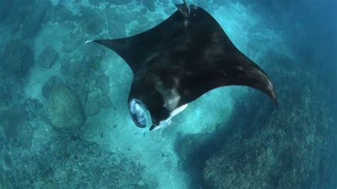 Manta Rays Of The Great Barrier Reef Great Barrier Reef Foundation