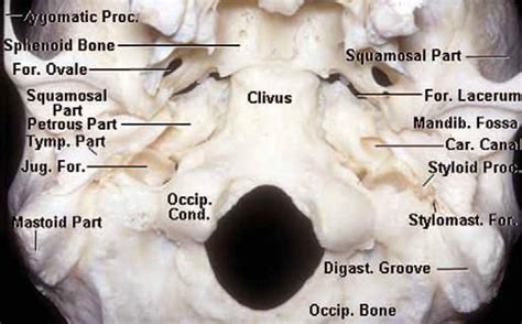 Inferior View Of The Middle And Posterior Cranial Base Neuroanatomy
