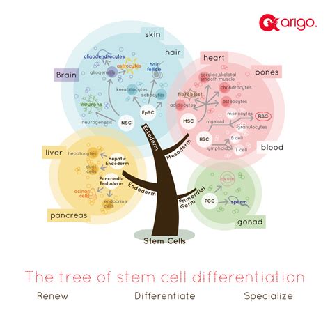 Stem Cell And The Regenerative Medicine Ready For The Patients News Company Arigobio 中国