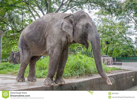 Adult Elephant Royalty Free Stock Image Image 36354956