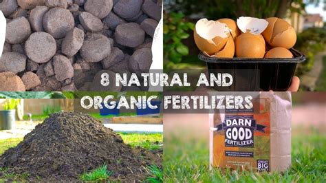 8 Natural And Organic Fertilizers To Grow Big Plants Youtube