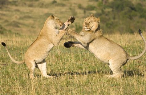 Lions Fighting Stock Photo Image Of Africa Endangered 16348622