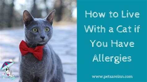 Ways To Make It Easier For A Person With Allergies To Live With A Cat