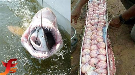 Weird Things People Found Inside Shark Stomach That Will Shocked You