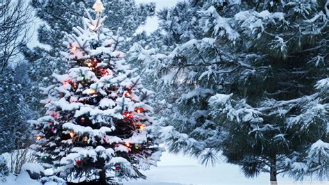 Free Download Beautiful Outdoor Christmas Tree Uhd Desktop Wallpaper