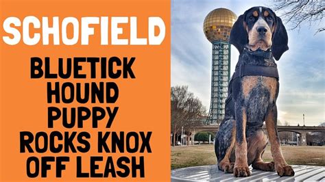 Knoxville Dog Trainers 5 Month Old Bluetick Hound Puppy Rocks Knox